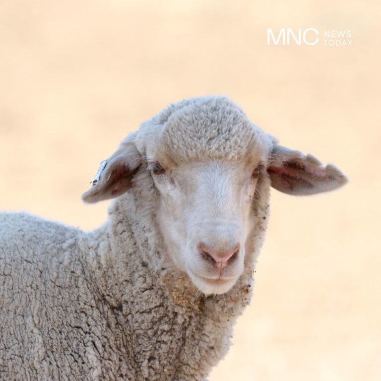 MNC Peduli Distributes Sacrificial Animals in Central Jakarta for Eid al-Adha